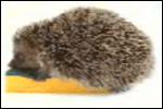 A hedgehog falls in love