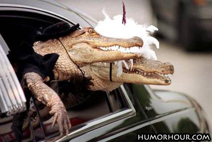 Crocodile Wedding