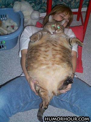 Thats a fat cat!