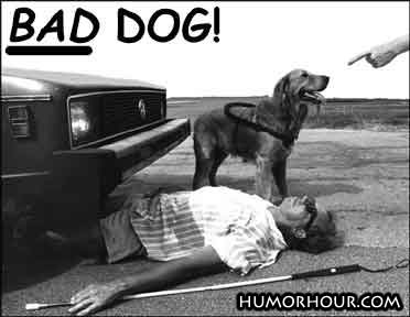 Bad Dog!