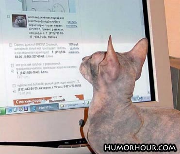 Cat Surfing The Net