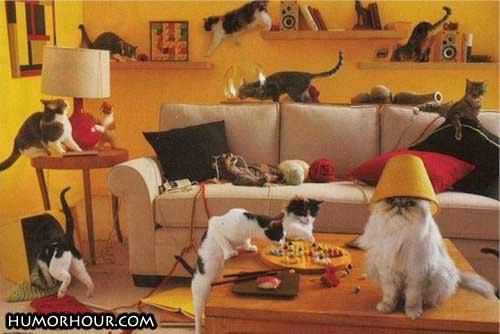 Cat Party