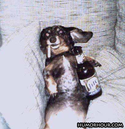 Drunk Dog