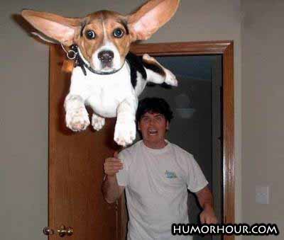 Flying Dog