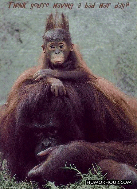 Think you're having a bad hair day?