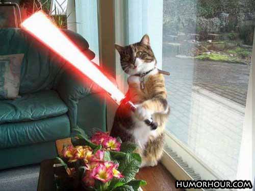 Jedi Cat
