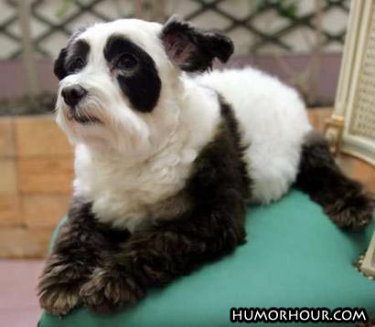 Panda Dog