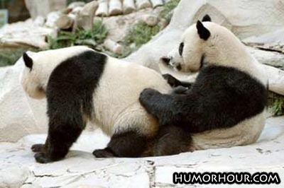 Panda Love