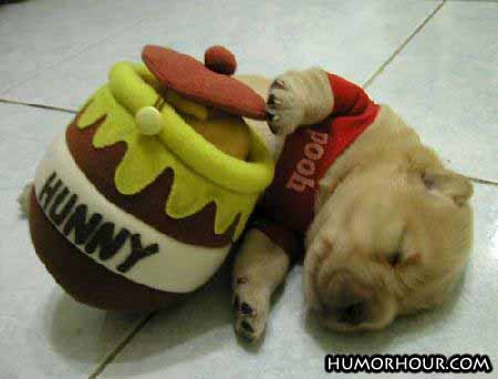 Pooh Pup