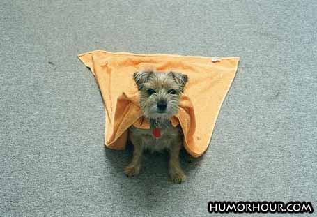 Super Dog