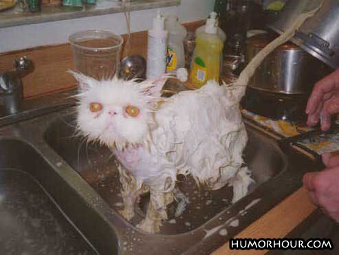 Washing the cat!