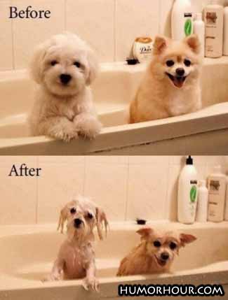 Dogs, before and after