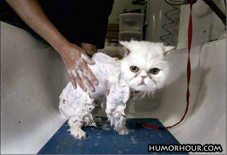 Ugly cat getting washed