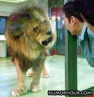 This lion looks nice