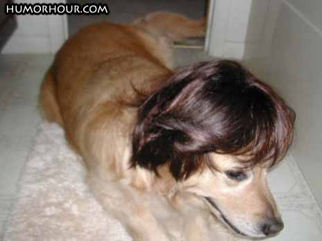 Dog fashion wig