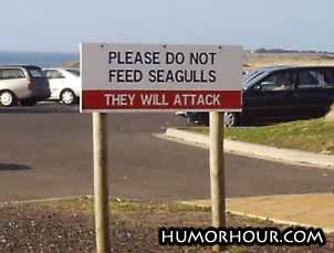 Please do not feed seagulls
