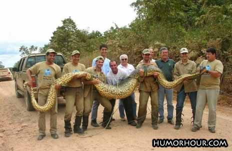 Fat giant snake