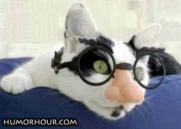 This cat looks smart