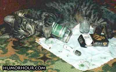 Drunk cat