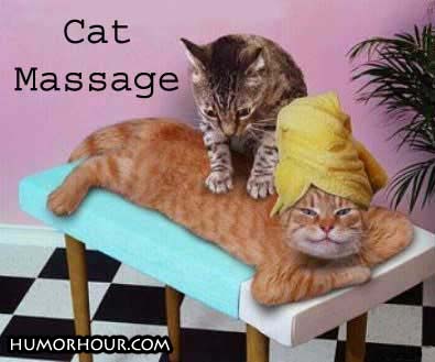 Cat massage