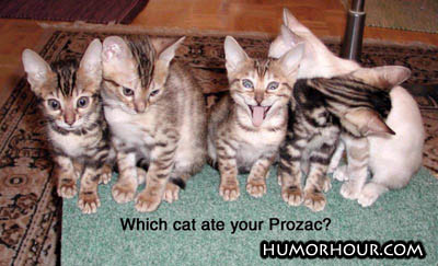 Which cat ate your Prozac?