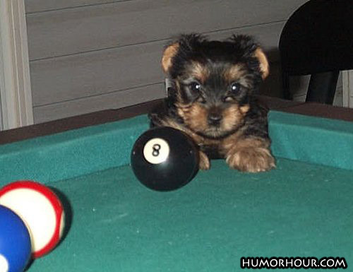 Hit the eight ball now