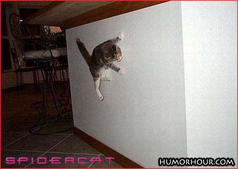 Spidercat